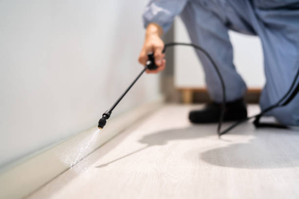 Professional exterminator conducting IPM assessment in Belle Haven